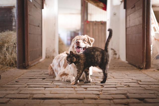Chien et chat magnétisme