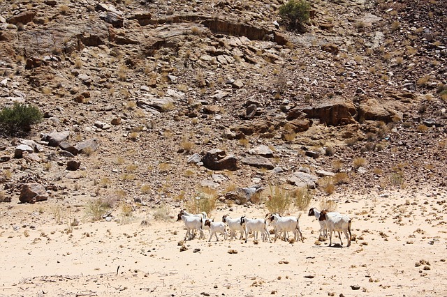 Secheresse animaux 1