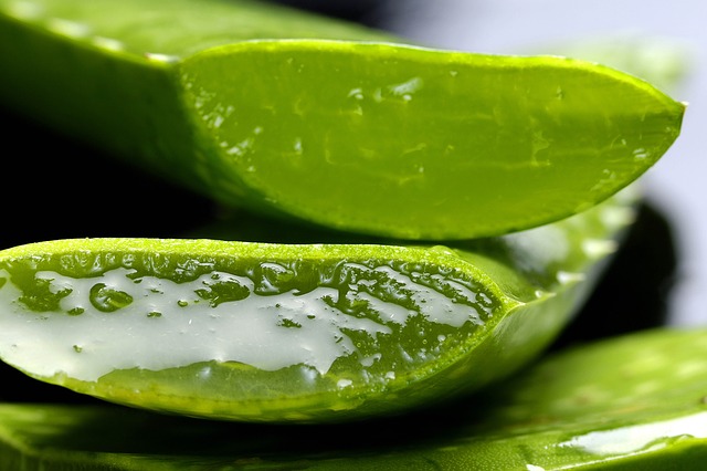 aloe-vera guerisseur christophe limayrac
